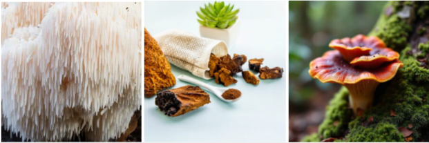 Roar Lion's Mane Ingredients